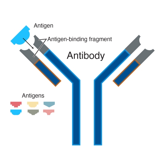 antibody.jpg